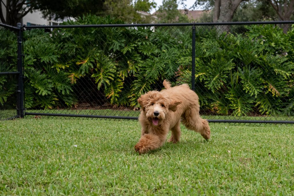 dog-pet-fencing-chicagoland-illinois